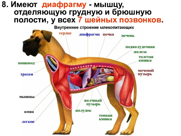 8. Имеют диафрагму - мышцу, отделяющую грудную и брюшную полости, у всех 7 шейных позвонков.