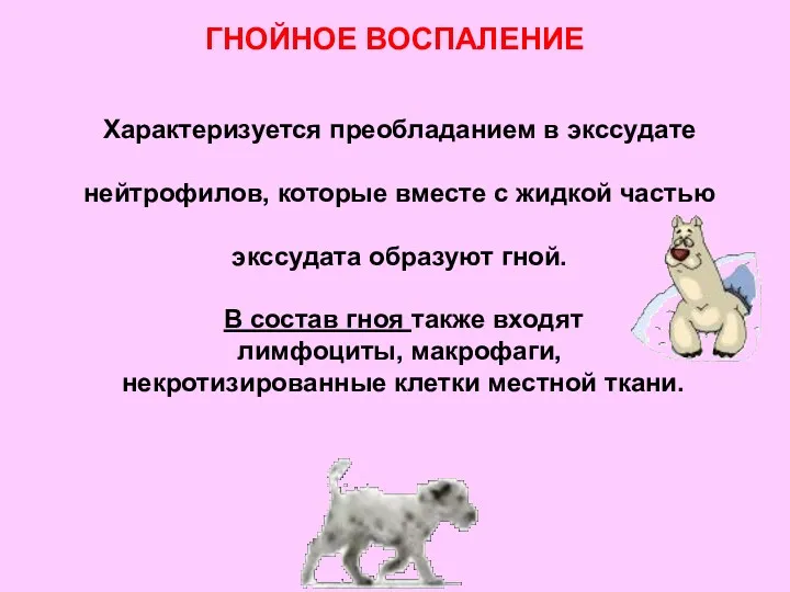 ГНОЙНОЕ ВОСПАЛЕНИЕ Характеризуется преобладанием в экссудате нейтрофилов, которые вместе с