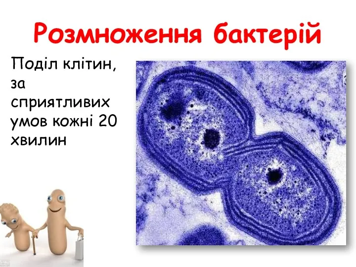 Розмноження бактерій Поділ клітин, за сприятливих умов кожні 20 хвилин