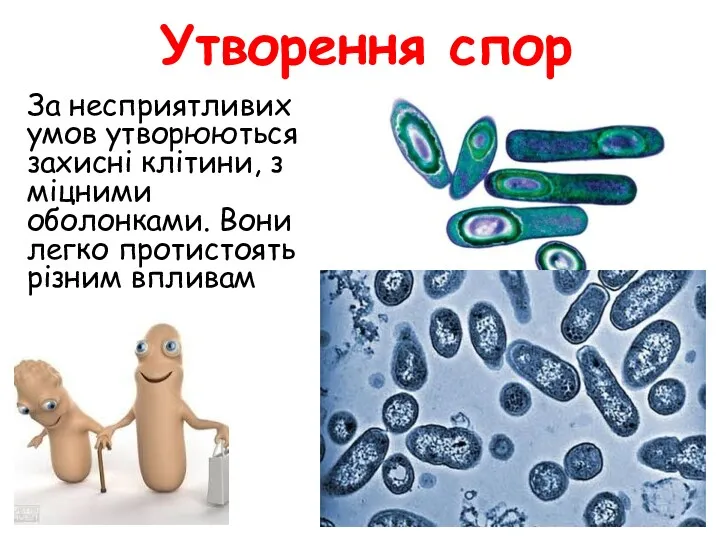 Утворення спор За несприятливих умов утворюються захисні клітини, з міцними оболонками. Вони легко протистоять різним впливам