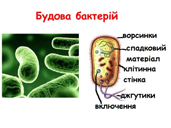 Будова бактерій