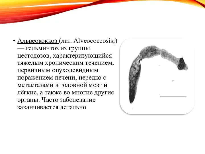 Альвеококкоз (лат. Alveococcosis;) — гельминтоз из группы цестодозов, характеризующийся тяжелым