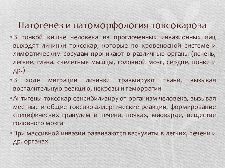 Патогенез и патоморфология токсокароза В тонкой кишке человека из проглоченных