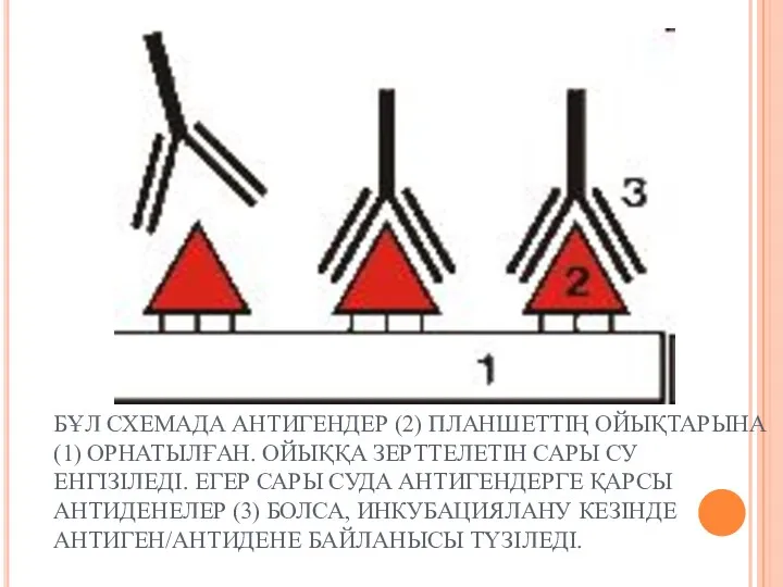 БҰЛ СХЕМАДА АНТИГЕНДЕР (2) ПЛАНШЕТТІҢ ОЙЫҚТАРЫНА (1) ОРНАТЫЛҒАН. ОЙЫҚҚА ЗЕРТТЕЛЕТІН