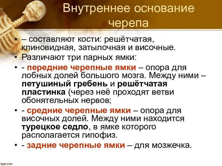 Внутреннее основание черепа – составляют кости: решётчатая, клиновидная, затылочная и