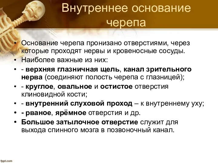 Внутреннее основание черепа Основание черепа пронизано отверстиями, через которые проходят