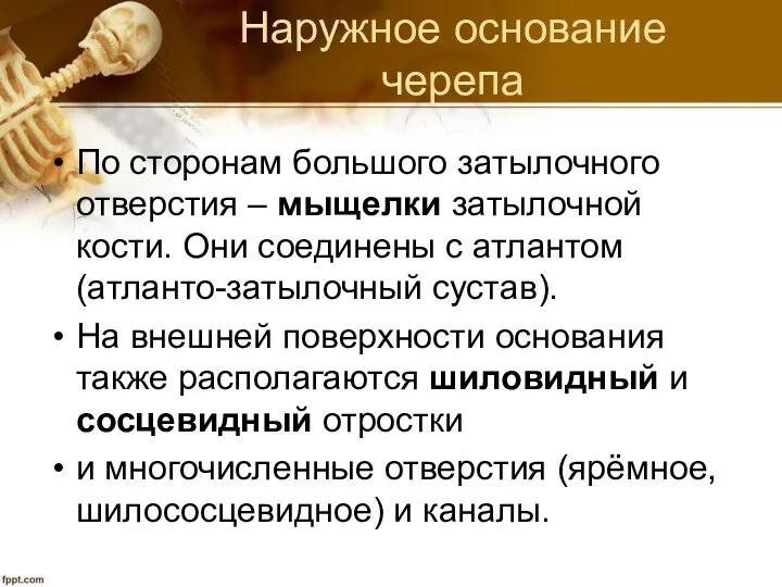 Наружное основание черепа По сторонам большого затылочного отверстия – мыщелки