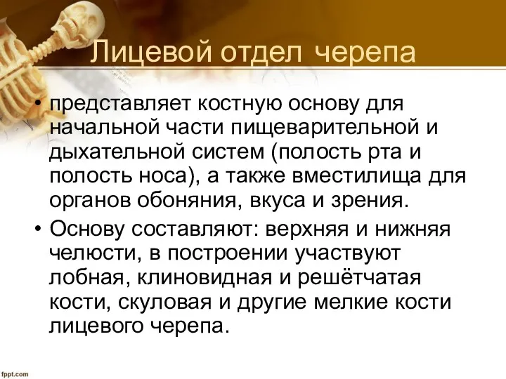 Лицевой отдел черепа представляет костную основу для начальной части пищеварительной