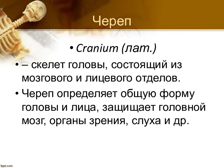 Череп Cranium (лат.) – скелет головы, состоящий из мозгового и