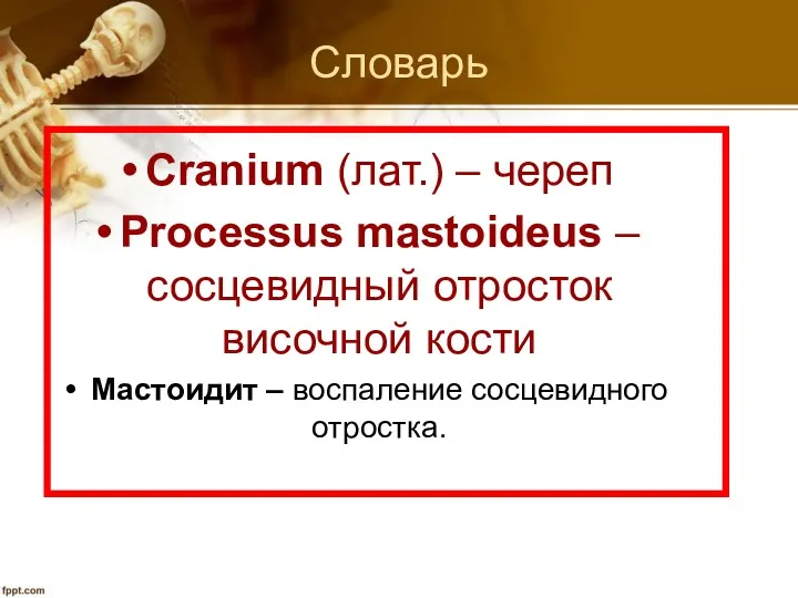 Словарь Cranium (лат.) – череп Processus mastoideus – сосцевидный отросток