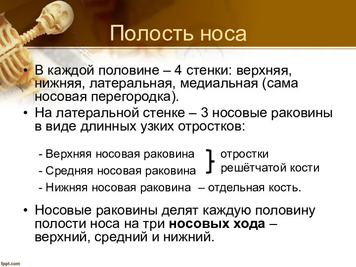 Полость носа В каждой половине – 4 стенки: верхняя, нижняя,