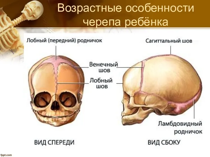 Возрастные особенности черепа ребёнка