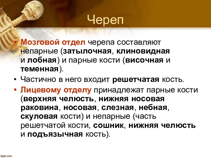 Череп Мозговой отдел черепа составляют непарные (затылочная, клиновидная и лобная)