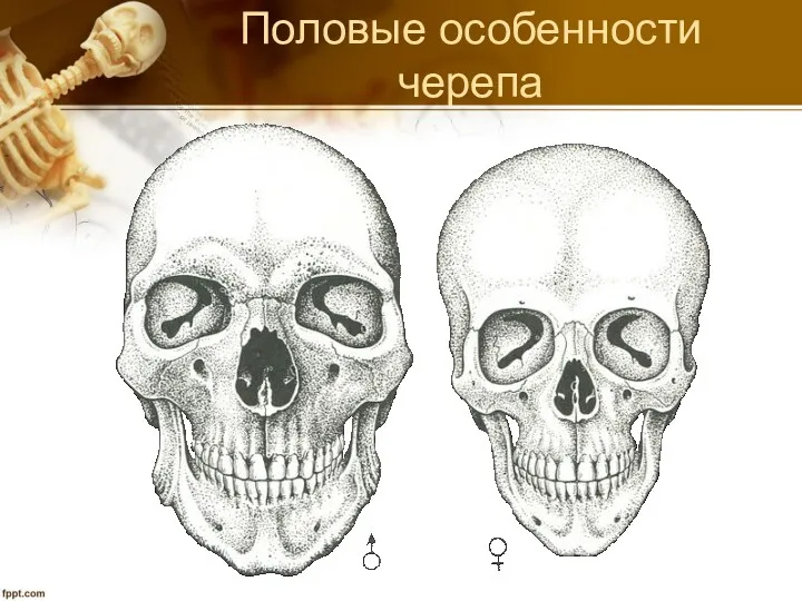 Половые особенности черепа