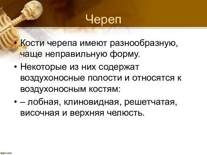 Череп Кости черепа имеют разнообразную, чаще неправильную форму. Некоторые из