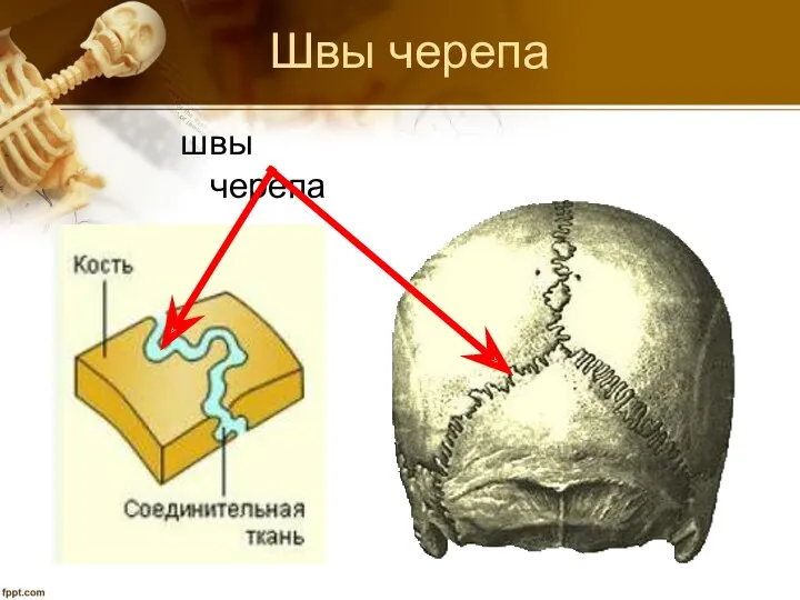 Швы черепа швы черепа