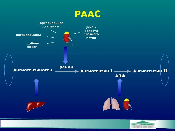 РААС Ангиотензиноген Ангиотензин I Ангиотензин II ренин АПФ катехоламины ↓