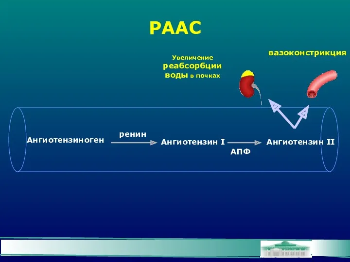 РААС Ангиотензиноген Ангиотензин I Ангиотензин II ренин АПФ вазоконстрикция Увеличение реабсорбции воды в почках