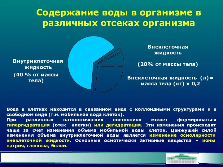 Содержание воды в организме в различных отсеках организма Внутриклеточная жидкость