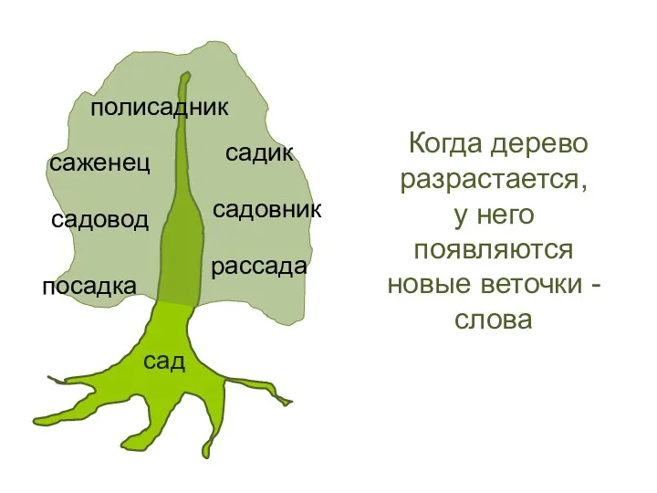 Когда дерево разрастается, у него появляются новые веточки - слова