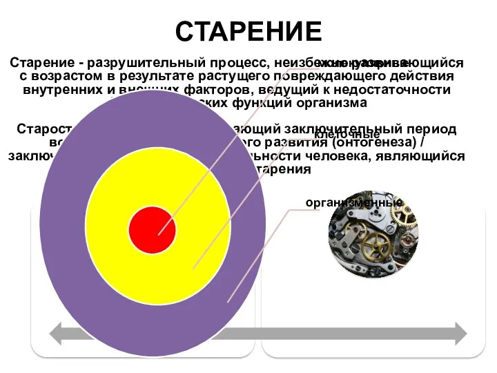 СТАРЕНИЕ Старение - разрушительный процесс, неизбежно развивающийся с возрастом в