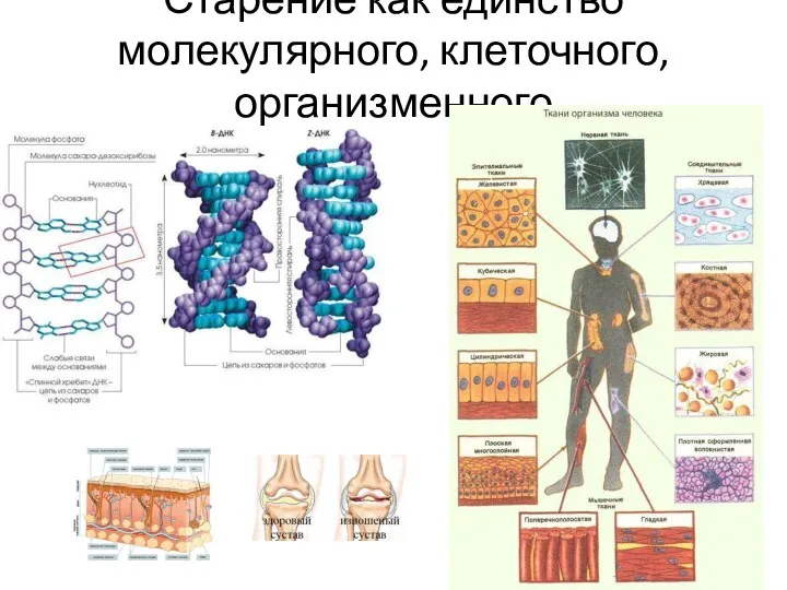 Старение как единство молекулярного, клеточного, организменного