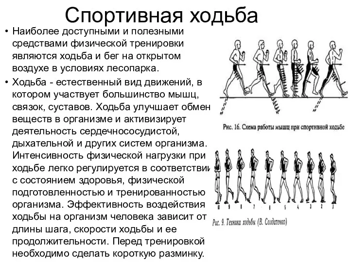 Спортивная ходьба Наиболее доступными и полезными средствами физической тренировки являются