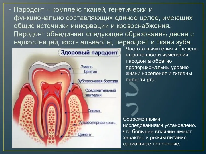 Пародонт – комплекс тканей, генетически и функционально составляю­щих единое целое,