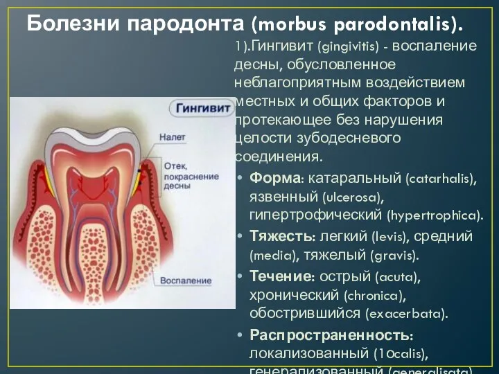 Болезни пародонта (morbus parodontalis). 1).Гингивит (gingivitis) - воспаление десны, обусловленное неблагоприятным воздействием местных