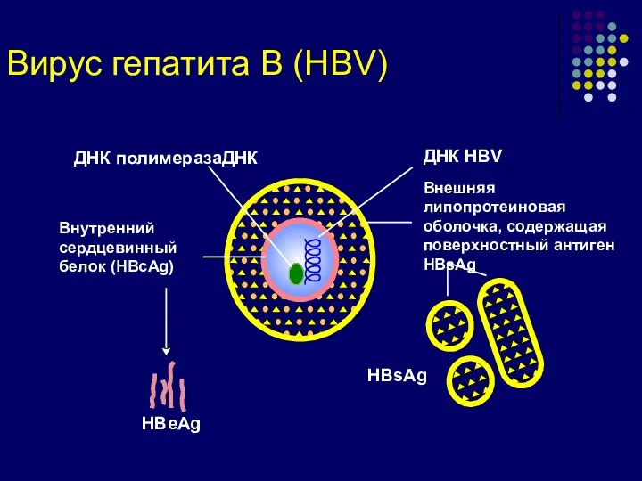 ДНК полимеразаДНК ДНК HBV Внешняя липопротеиновая оболочка, содержащая поверхностный антиген