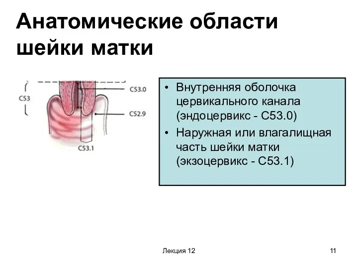 Лекция 12 Анатомические области шейки матки Внутренняя оболочка цервикального канала