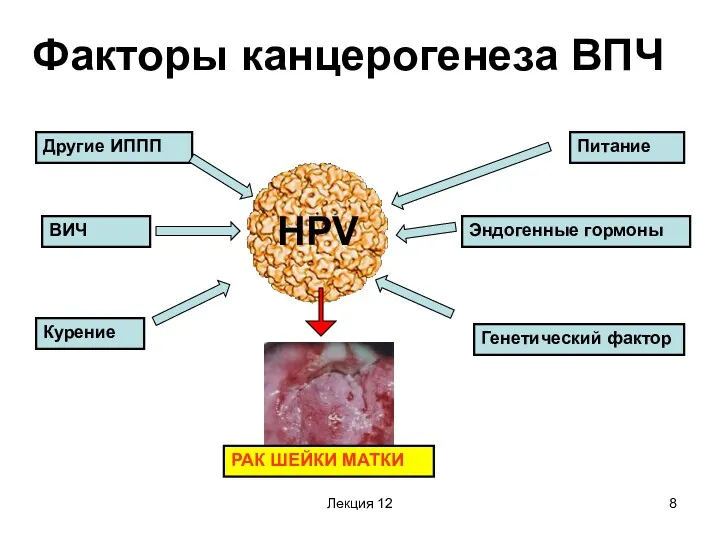Лекция 12 Факторы канцерогенеза ВПЧ Генетический фактор Курение ВИЧ Другие