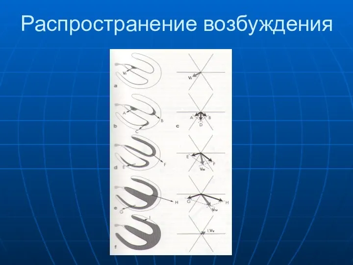 Распространение возбуждения