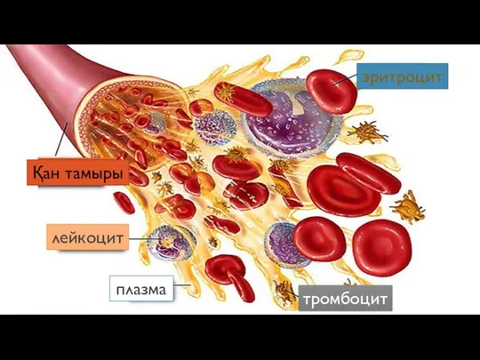 эритроцит лейкоцит плазма тромбоцит Қан тамыры