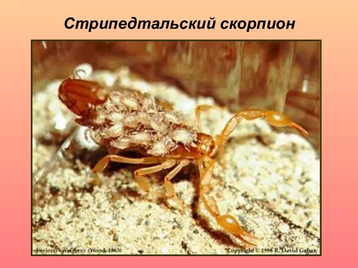 Стрипедтальский скорпион