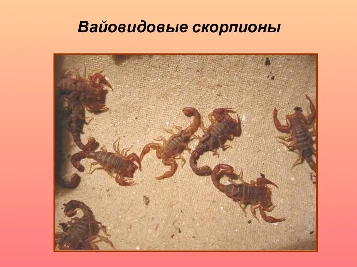 Вайовидовые скорпионы