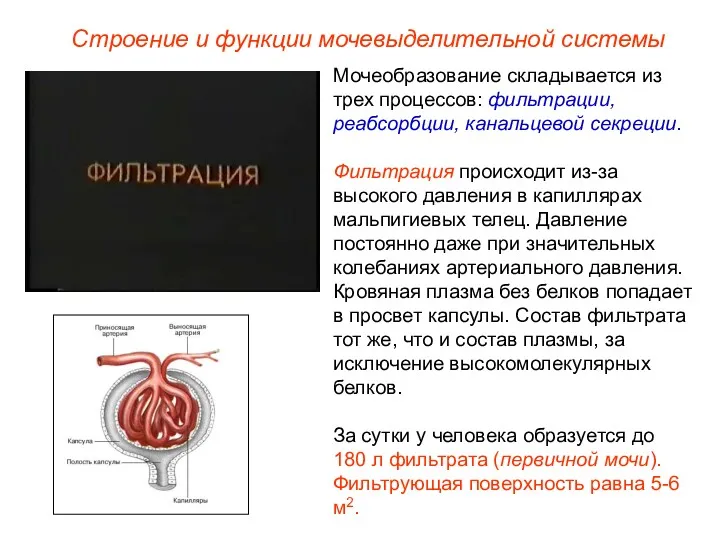 Мочеобразование складывается из трех процессов: фильтрации, реабсорбции, канальцевой секреции. Фильтрация