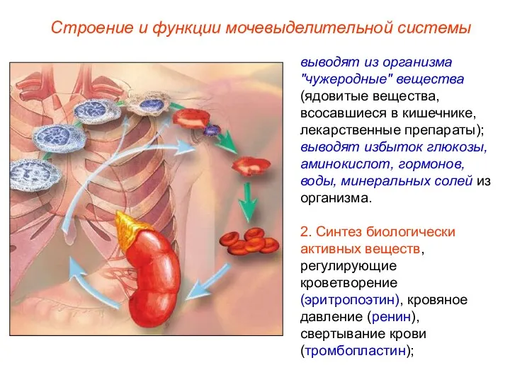 Строение и функции мочевыделительной системы выводят из организма "чужеродные" вещества