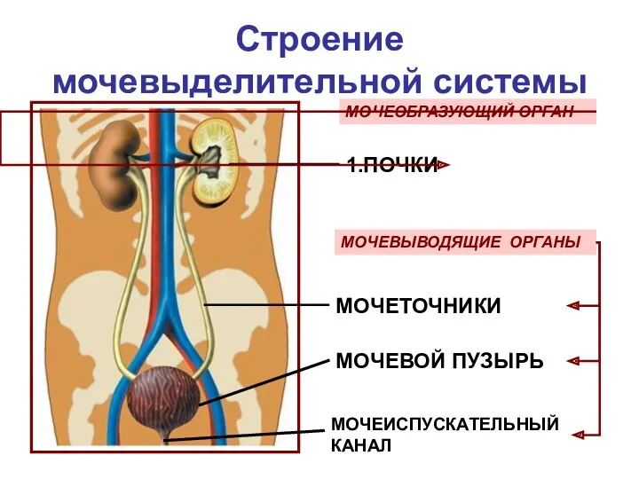 Строение мочевыделительной системы