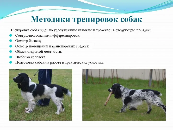 Методики тренировок собак Тренировка собак идет по усложненным навыкам и протекает в следующем