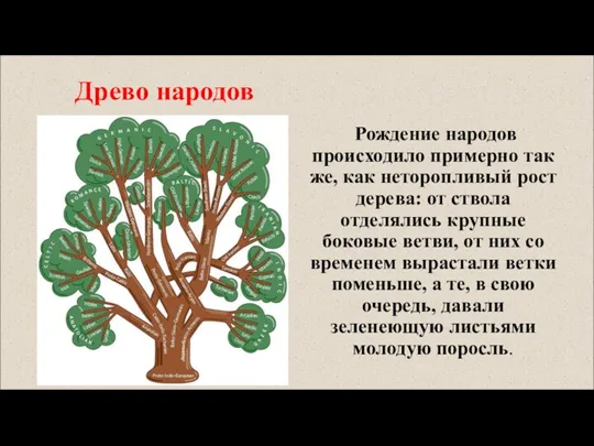 Древо народов Рождение народов происходило примерно так же, как неторопливый