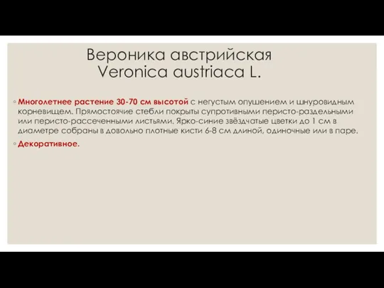 Вероника австрийская Veroniсa austriaca L. Многолетнее растение 30-70 см высотой