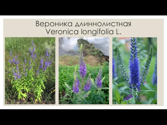 Вероника длиннолистная Veroniсa longifolia L.