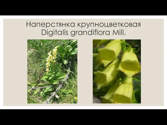 Наперстянка крупноцветковая Digitalis grandiflora Mill.