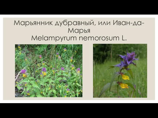 Марьянник дубравный, или Иван-да-Марья Melampyrum nemorosum L.