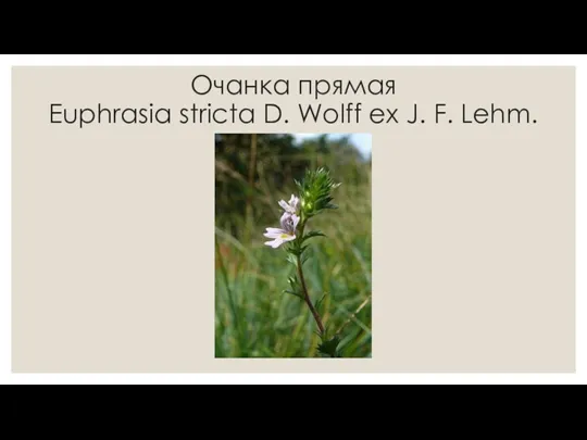 Очанка прямая Euphrasia stricta D. Wolff ex J. F. Lehm.