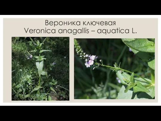 Вероника ключевая Veroniсa anagallis – aquatica L.