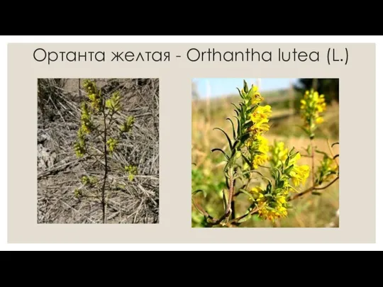 Ортанта желтая - Orthantha lutea (L.)