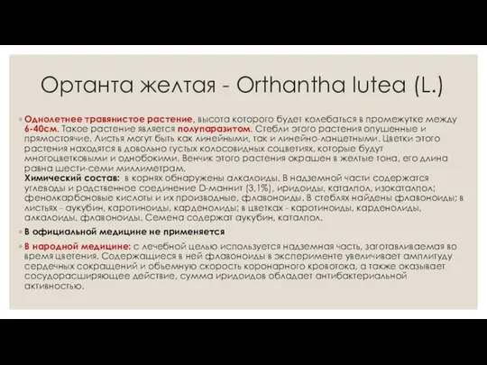 Ортанта желтая - Orthantha lutea (L.) Однолетнее травянистое растение, высота