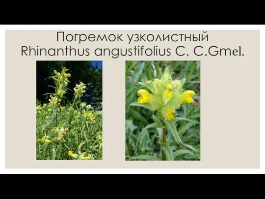 Погремок узколистный Rhinanthus angustifolius C. C.Gmel.